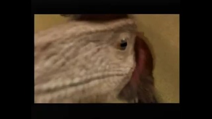 Dinosaur Planet Pods travels pt 8