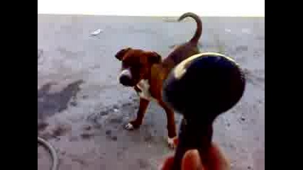 Куче срещу сешоар