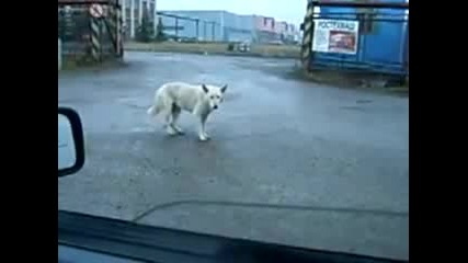 Танцуващо куче