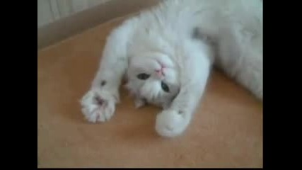 Котка прави интересни движения с лапички 