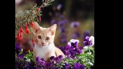 Edward Simoni Nadine --- Parmi fleurs et chatons