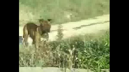 Razhodka.avi