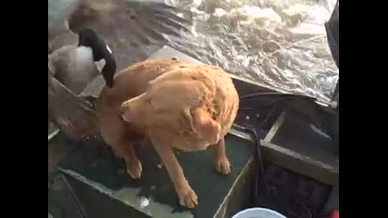 дива гъска напада рибар и кучето му