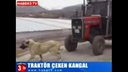 Най - силното куче на света - влачи трактор 