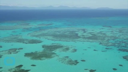 Great Barrier Reef Shouldn't Be on 'in Danger' List for Now, Says Unesco