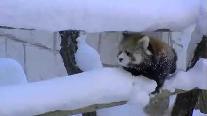 Сладки малки червени панди си играят в снега