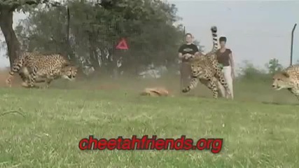 Обучение на гепардите