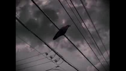 Tom Waits - Trampled Rose