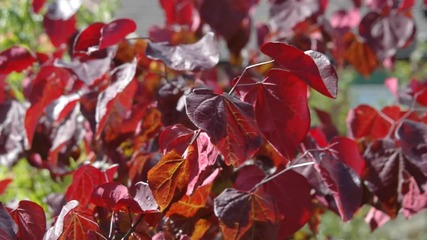 Cercis canadensis Forest Pansy