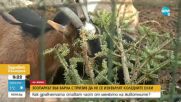 Зоопаркът във Варна с призив коледните елхи да не бъдат изхвърляни