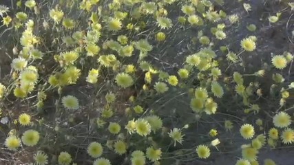 Soothing Music by Frederic Delarue - Spring Wildflowers Palm Springs, California