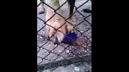 Куче vs ръкaвицa