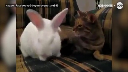 Котка и заек - верни приятели