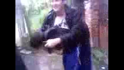 Boi Na Selo