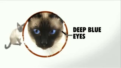 Cats 101 Siamese 