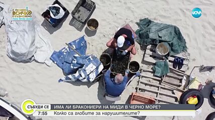 Започват проверки за незаконен улов на миди по Черноморието