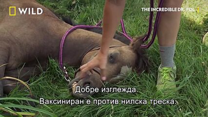 Пони с брадавици | Невероятният д-р Пол | NG Wild Bulgaria