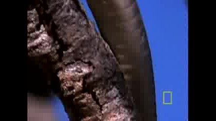 Black Mamba vs. Animal Kingdom.flv
