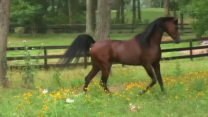 Marwan Al Shaqab - Three Times World Champion 