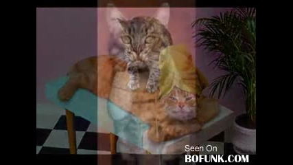 Супер смешни снимки на животни