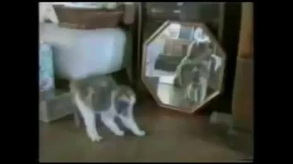 смешни котки 