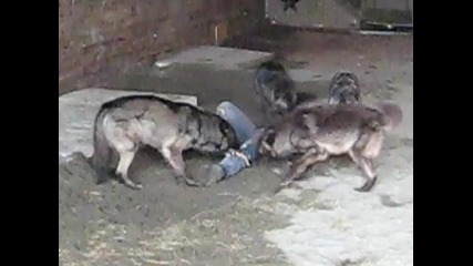 Най-ненормалния начин за хранене на Вълци!