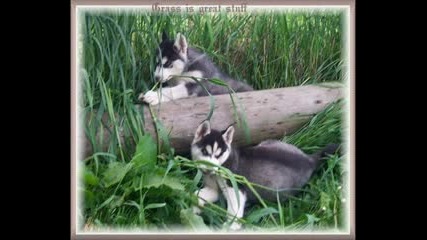 Siberian Husky