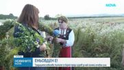 Магията на Еньовден: Когато слънцето „играе“, а билките лекуват 77 болести и половина