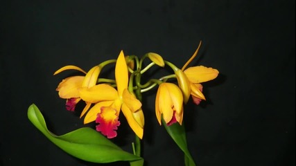 Ароматът на орхидеята - притча