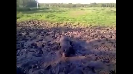Питбул си играе в калта!