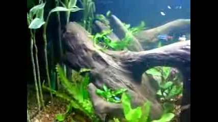 My home aquarium 5 