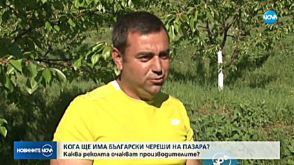 Ще има ли български череши на пазара и на каква цена?