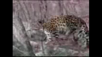 Далекоисточен   Леопард