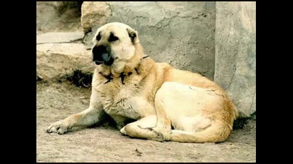 Kangal vs pid bull 