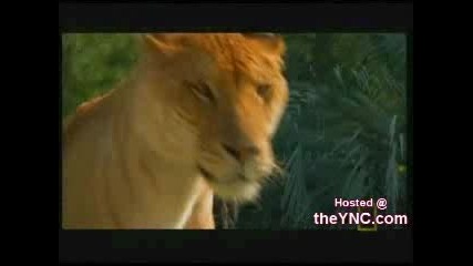 Синбад - Огромен Лайгър Кръстоска Тигър И Лъв