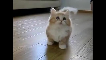 Смешно Котенце