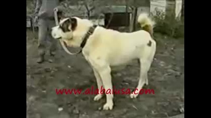 Legendary Alabai Line of Akush
