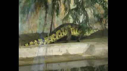 Нилски Крокодил
