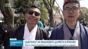 Цъфтежът на вишневите дървета в Япония: Хора се събраха в парковете, за да се насладят на гледката (ВИДЕО)