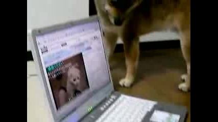 Куче Гледа Котка На Лаптоп