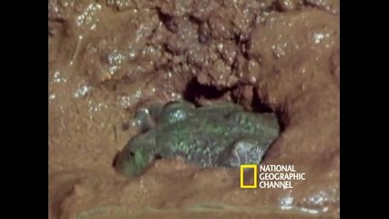Freaks of Nature: Жаба Задържаща Вода! 