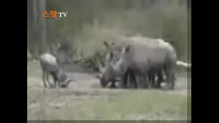 Смела Антилопа  влиза  в  неравен  бой с 4 Носорога  !?!