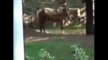 Кон играе на хаус музика