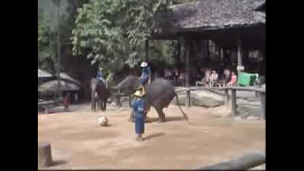 Слонове Играят Футбол 