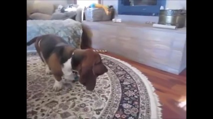 10 Funniest Basset Hound Videos