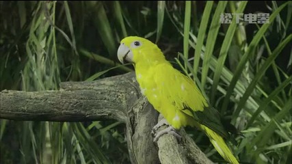 Panasonic Demo - Wildlife in Brazil