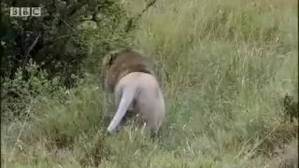 Царят лъв атакува