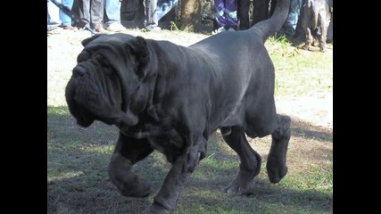 Най - големите кучета в света