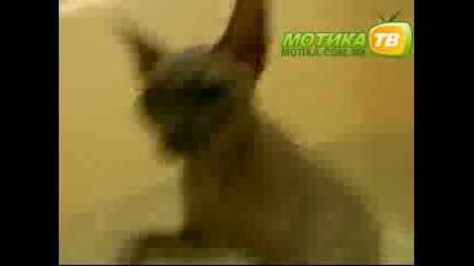 Коте Обожаващо Вода 