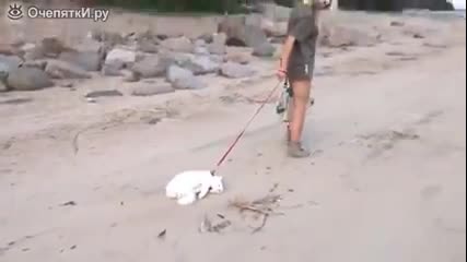 Блондинка разхожда котка !